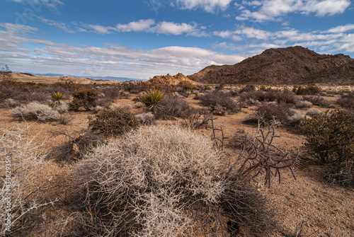 Joshua Tree National Park, CA, USA - December 30, 2012: Dry landscape and cacti with dark mountain under blue cloudscape.