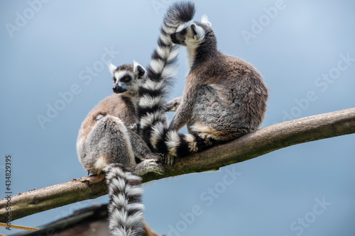 Pair of Ring tailed Maki Catta lemur with big orange eyes. Madagascar lemur.