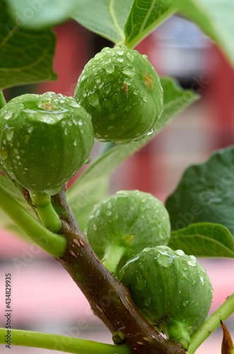close up of the green figs on the tree