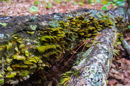 A population of green detritivorous fungi in the Cacoma forest, Mexico photo