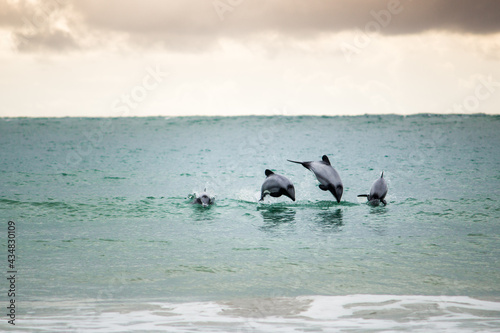 Hectors dolphins