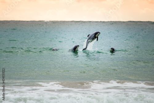dolphins in wave
