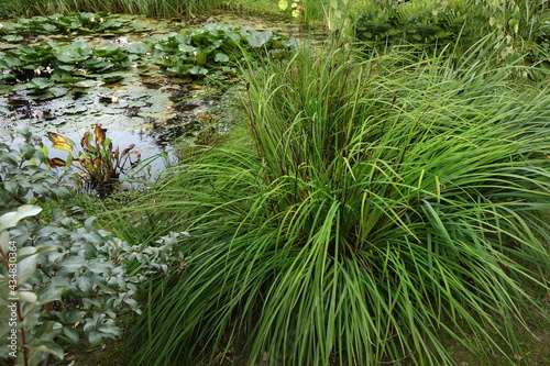 Artificial Decorative Pond in Backyard Garden with Fish and Water Plants Like an Wild in Nature. Handmade Pond in Back Yard Garden with Water Plants. Garden Rest Area At Water Surface.