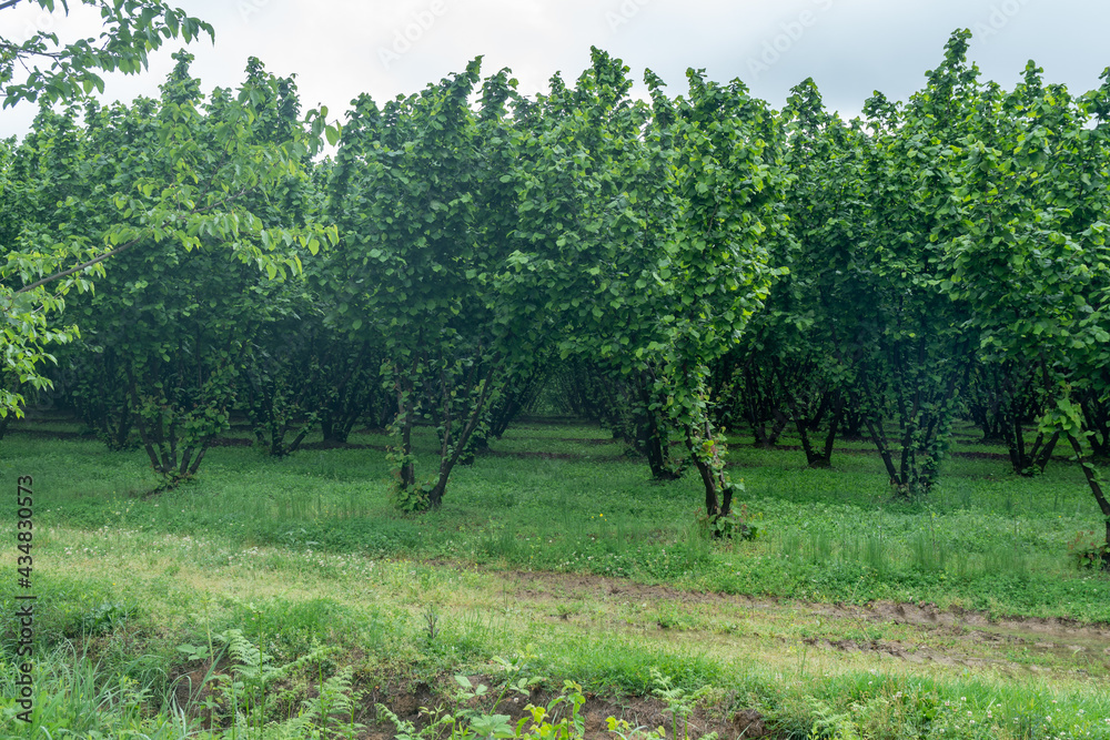 Rows of hazelnut plantation in Samegrelo region. Georgia.