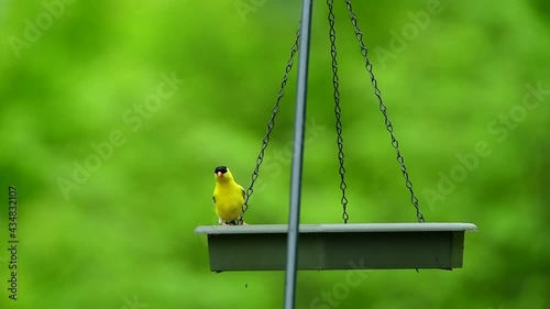 American Goldfinch on a Swing Feeder Early Spring