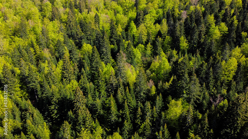 Fresh green forest in spring. Aerial drone view of forest in mountains. Woodland. Coniferous and deciduous trees.