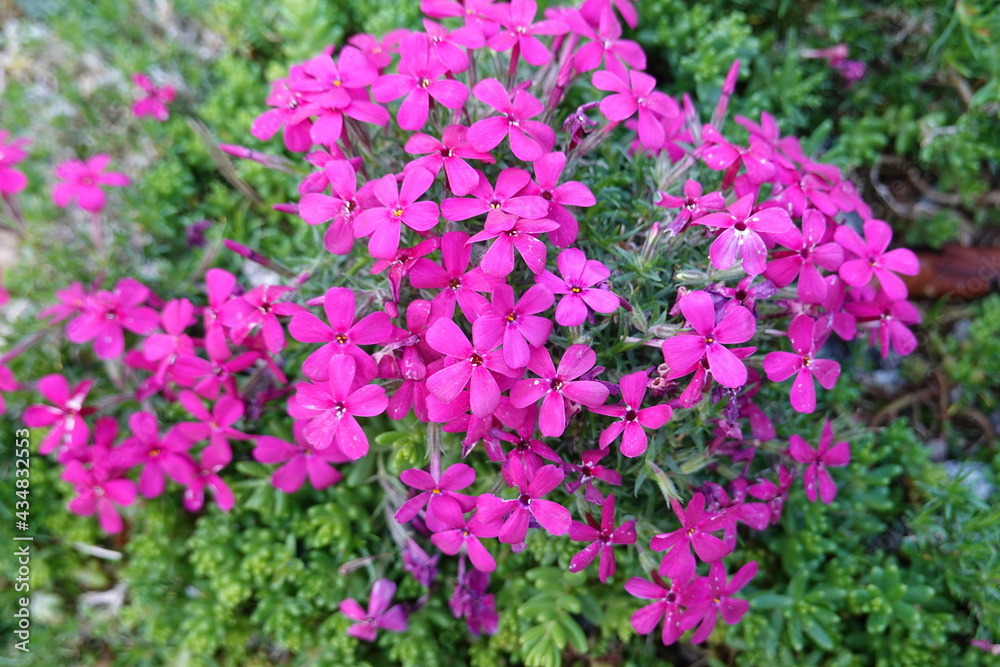 Rock Soapwort is a vigorous, low creeping plant, useful for spilling down sunny slopes or over rock walls. Rock Soapwort is a vigorous, low creeping plant, useful for spilling down sunny slopes or over rock walls.