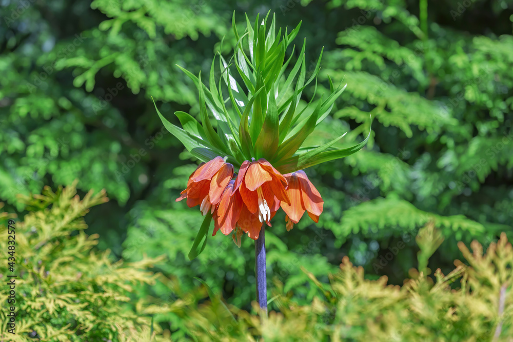 Fritillaria Imperialis is a perennial bulbous herb of the family Liliaceae. Spring blossom Fritillaria Imperialis is a perennial bulbous herb of the family Liliaceae. Spring blossom