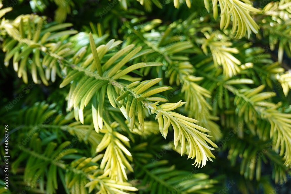 Japanese yews are a popular and versatile evergreen shrub. Japanese yews are a popular and versatile evergreen shrub.