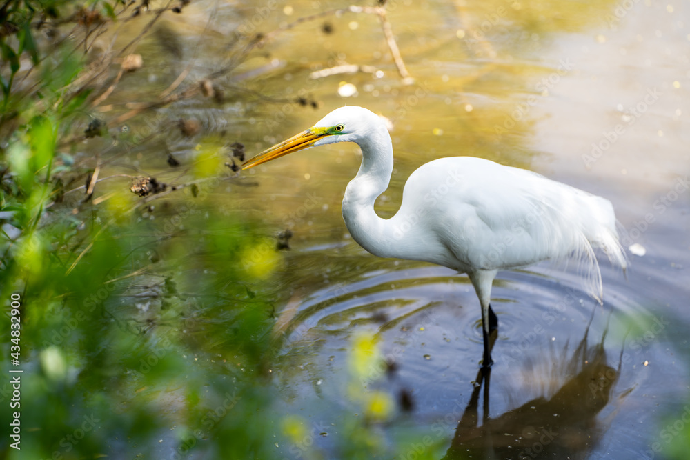 Great Egret (Ardea alba) stands in shallow water waiting for a prey. Great Egret (Ardea alba) stands in shallow water waiting for a prey.