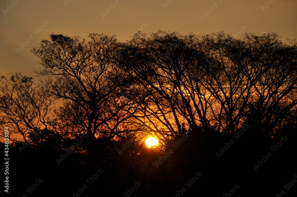 Fototapeta premium Beleza Natural