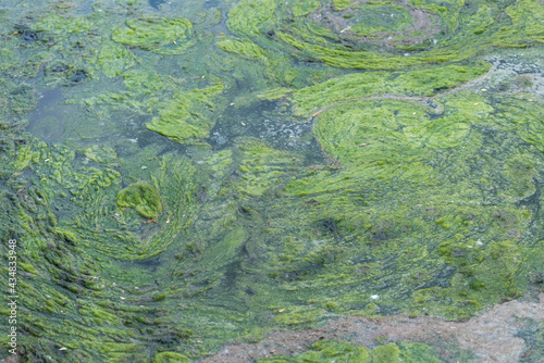 foul odours emerge from a pool of stagnant water near a river, with algae growing in abundance - or swirls of grungy organic aquatic matter on the surface of water 