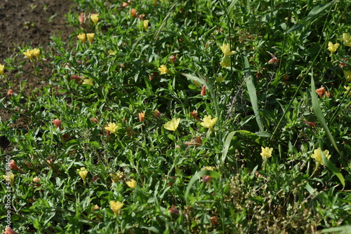 Cutleaf eveningprimrose flowers. Onagraceae perennial plant.