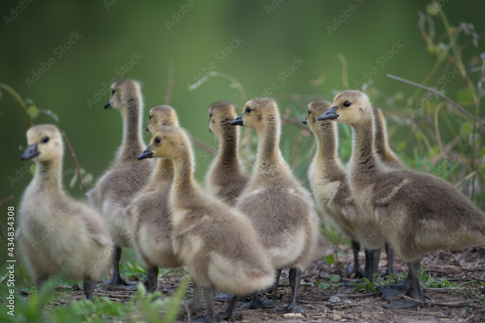 slowly maturing goslings await their turn to descend a short escarpment river bank - bokeh background - minimal post-processing - neutral slowly maturing goslings await their turn to descend a short escarpment river bank - bokeh background - minimal post-processing - neutral