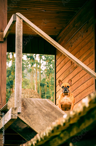 Dog at the house