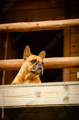 Dog at the house