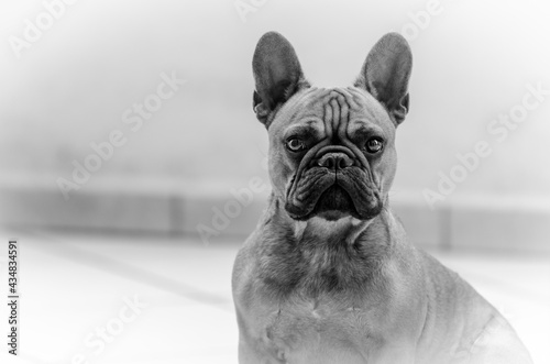 french bulldog portrait