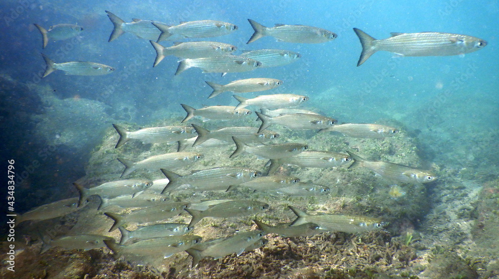 Fototapeta premium Costa Rica Pacific sea life