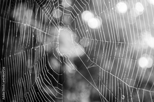 spider web with dew drops