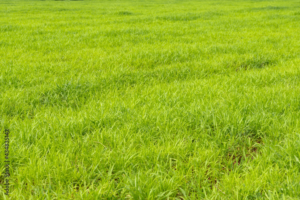 Green field landscape, Background of a green grass, Green grass texture. Green field landscape, Background of a green grass, Green grass texture.