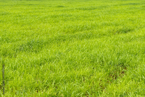 Green field landscape, Background of a green grass, Green grass texture.