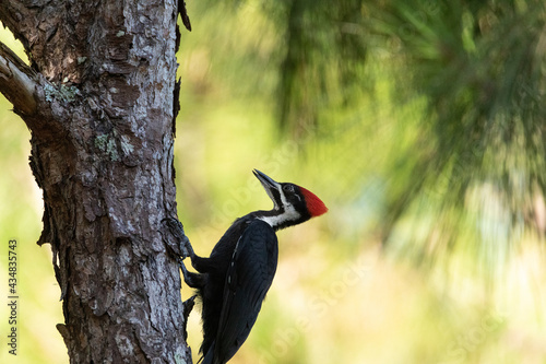 Pileated woodpecker bird Dryocopus pileatus in an oak tree