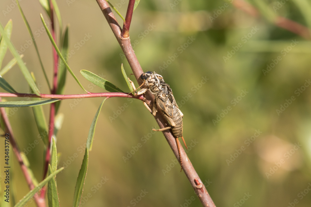 Stonefly Husk Stonefly Husk
