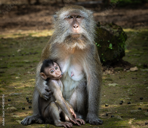 Mother and baby monkey are hugging