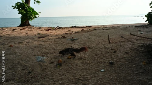 Squirrel picking up food beside jomtien beach photo