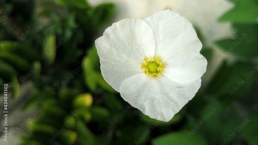 Fototapeta premium Beautiful sword plant white flowers. Bloom in the morning. Echinodorus palaefolius. White flowers and green leaves. blurred photo, focuse on flower