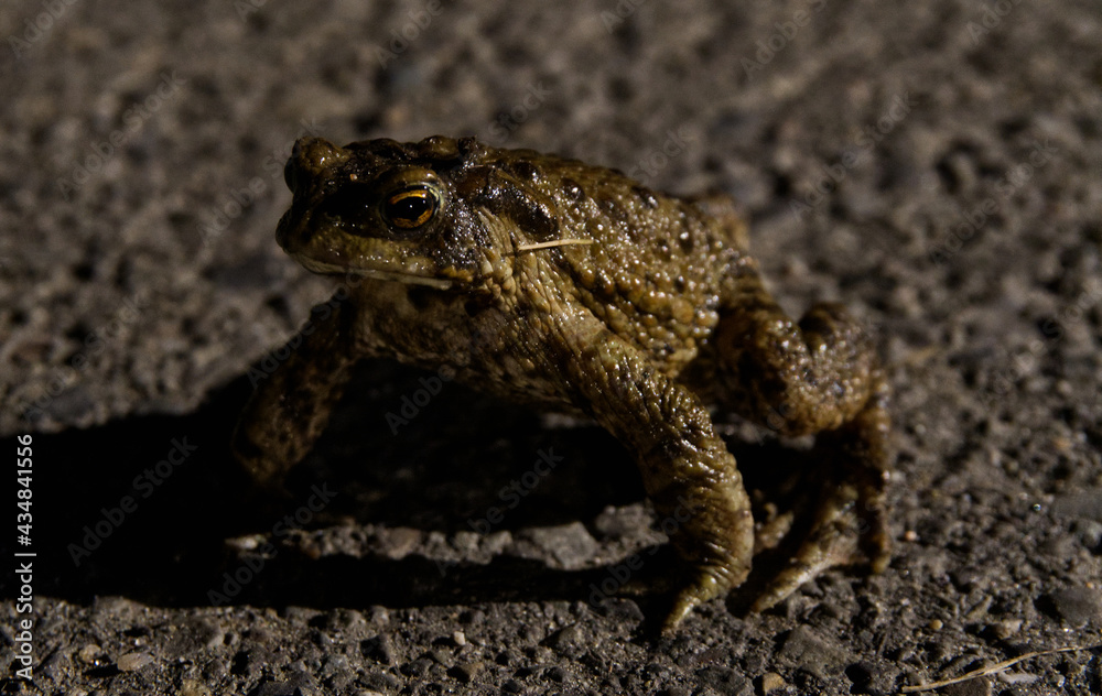 Erdkröte