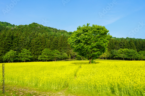 一面の黄色い菜の花畑と一本の印象的な木