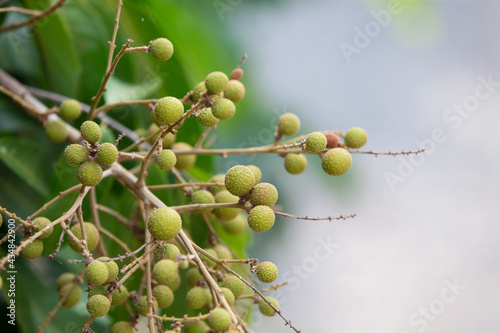 branch of a tree with longan