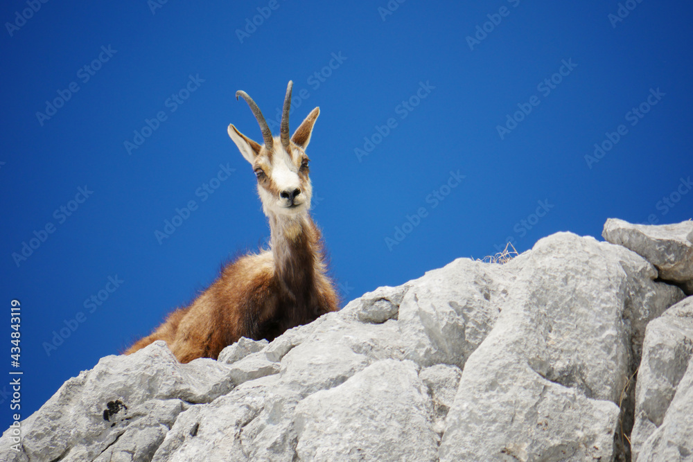 alpine chamois (Rupicapra rupicapra) in the wild alpine chamois (Rupicapra rupicapra) in the wild