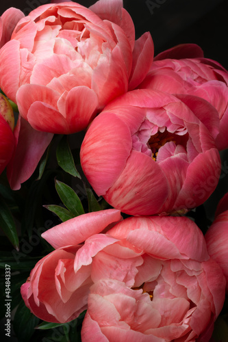 Fototapeta Naklejka Na Ścianę i Meble -  Close up view of pink Peony flower bouquet in full bloom