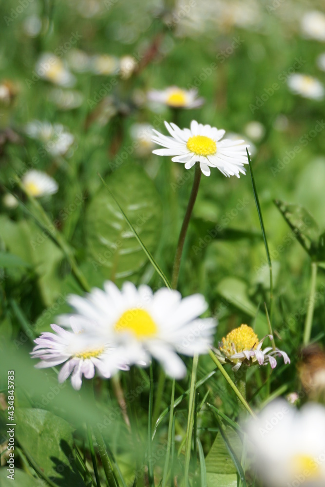 daisy daisy