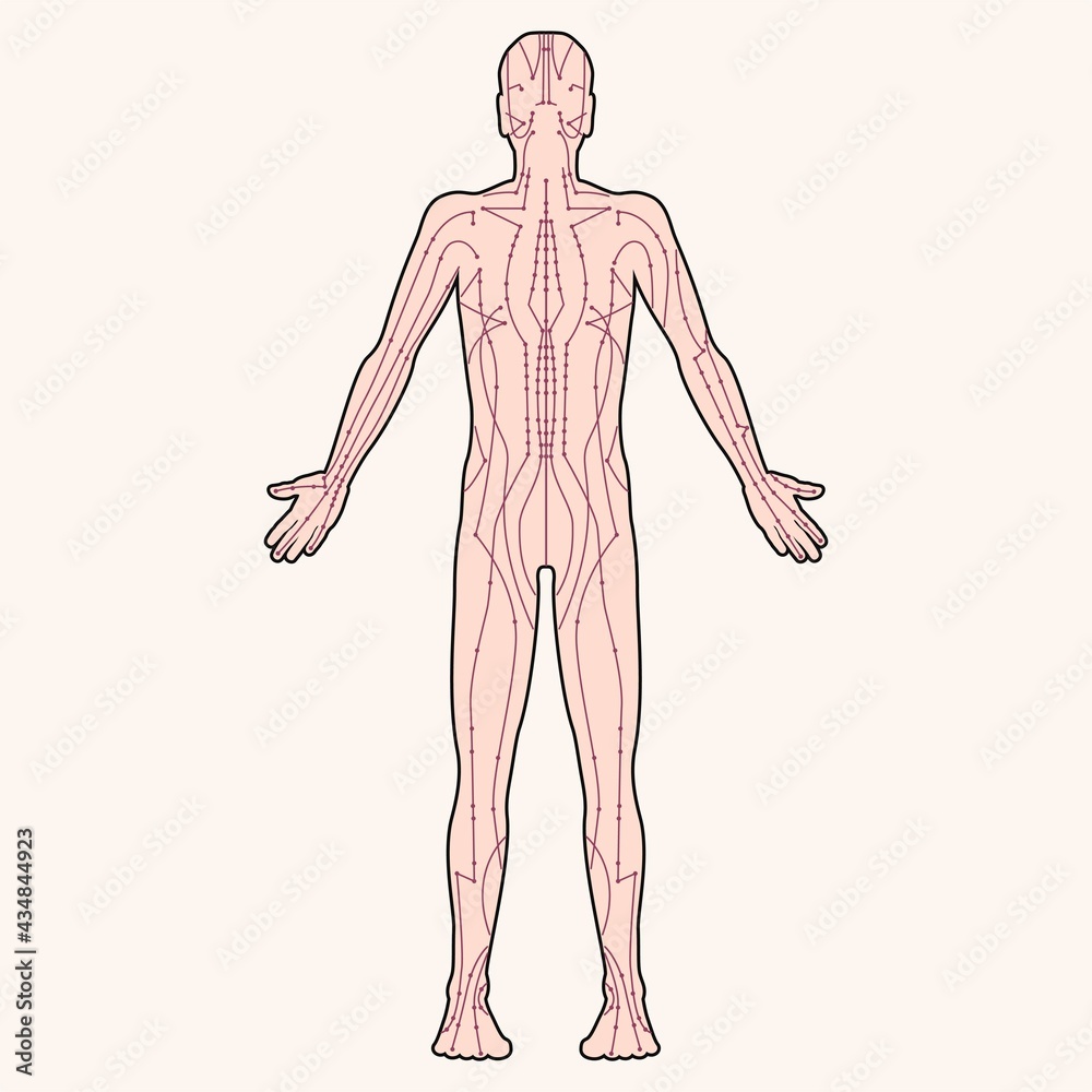 Fototapeta premium Diagram of acupuncture points on the human body