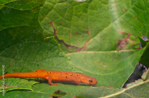 Photo Eastern red spotted newt 10
