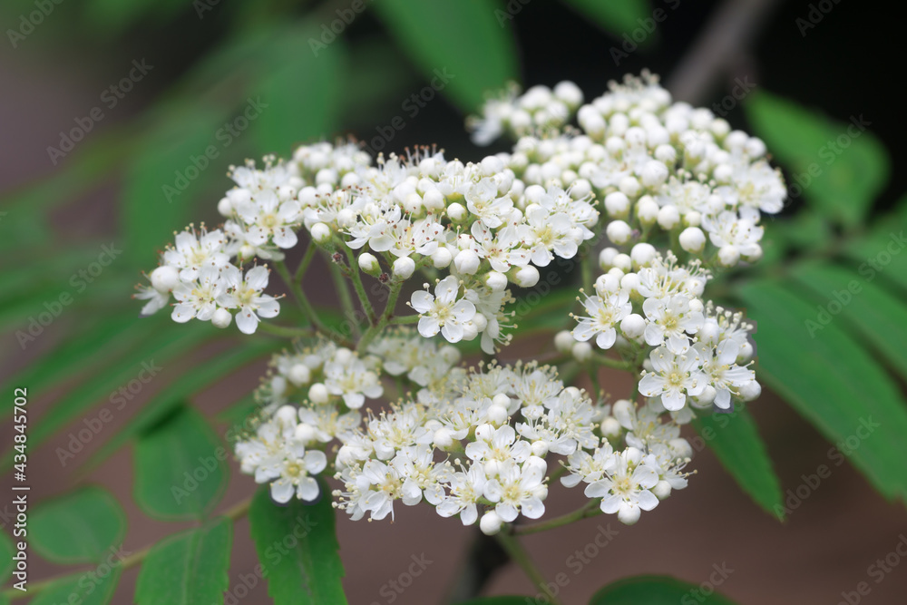 Sorbus aucuparia, rowan, mountain-ash, white buds and flowers closeup selective focus