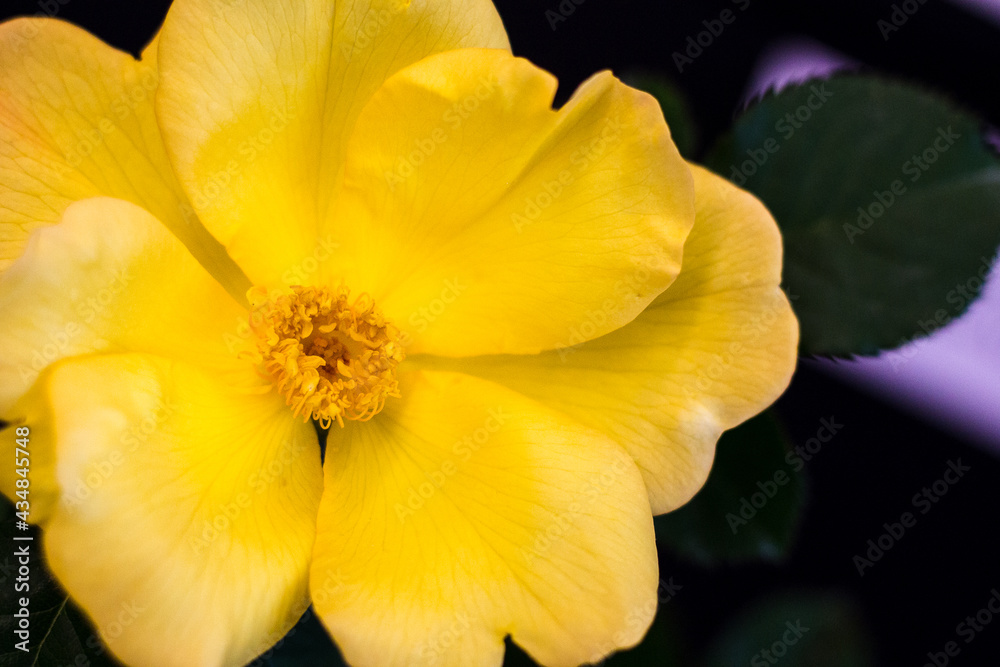 Naklejka premium Close up of a yellow flower