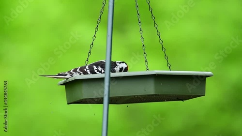 Hairy Woodpecker Enjoying Sunflower Seeds in a Hanging Feeder