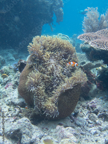 coral reef with fish