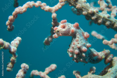 pygmy seahorse