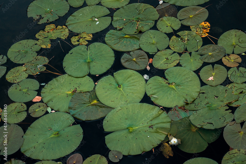 lilypads on the water of a lake