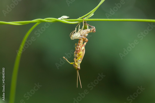 Moment Grasshopper molting in nature © abdul gapur dayak