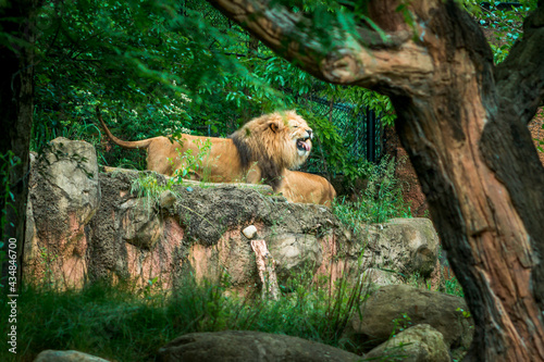 Lions roaming around a enclosure at the zoo