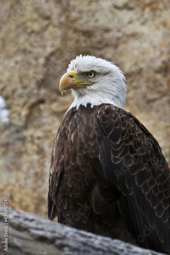 Intense Eagle