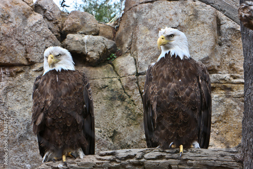 Pair of eagles