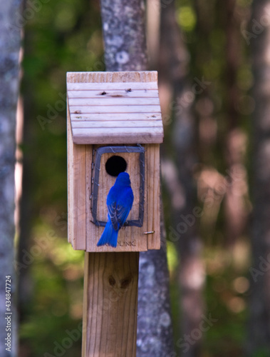 Eastern bluebird entering birdhouse