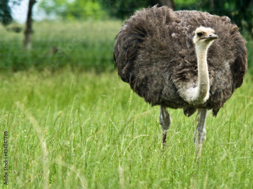 Ostrich feeding in the field